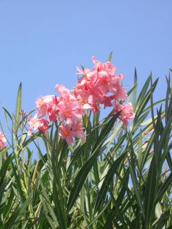 Location Camping-car 49 Saumur - location caravane 49